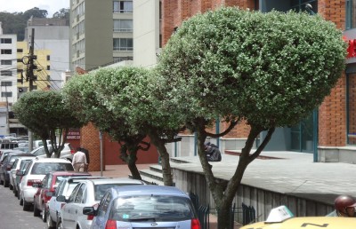 19. Unbekannte von Quito, DSC03418.JPG