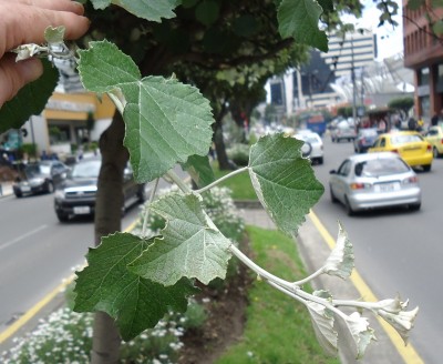 19. Unbekannte von Quito, DSC03415.JPG