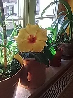 Hibiskus....JPG