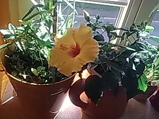 Hibiskus...JPG