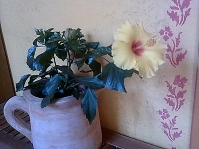 Hibiskus'Sonnengelb....JPG