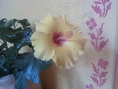 Hibiskus'Sonnengelb...JPG