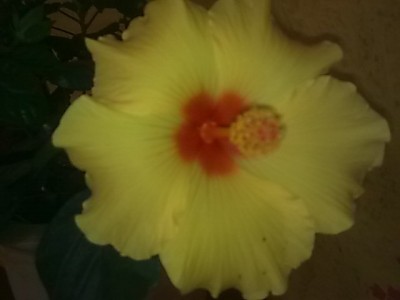 Hibiskus'Sonnengelb.JPG