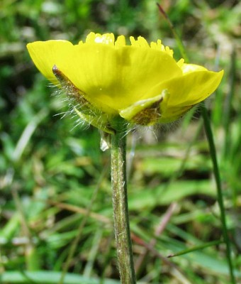 Ranunculus_bulbosus.jpg