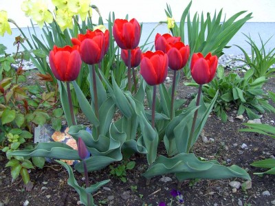 Couleur Cardinal 0317.jpg