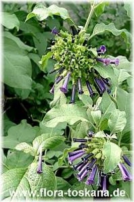 iochroma_cyaneum_-_dia.jpg