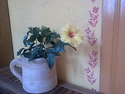 Hibiskus'Sonnengelb.....JPG