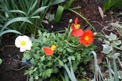 Islandmohn.jpg