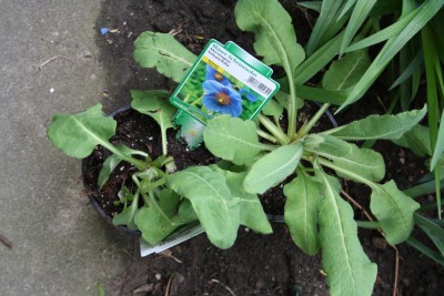 blauer Scheinmohn2.jpg