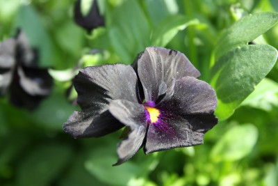 Hornveilchen Makro.jpg