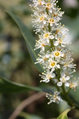 Kirschlorbeer 16.04.11.jpg
