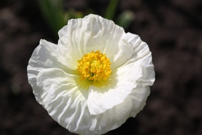 Islandmohn Makro.jpg