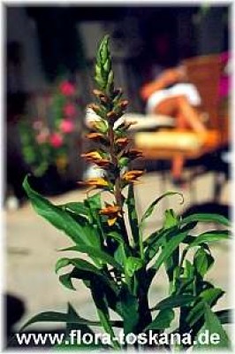 isoplexis_canariensis_-_dia.jpg