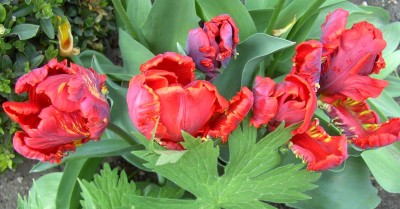 Papageientulpen0320.jpg