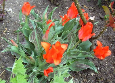 Tulpenrot0323.jpg