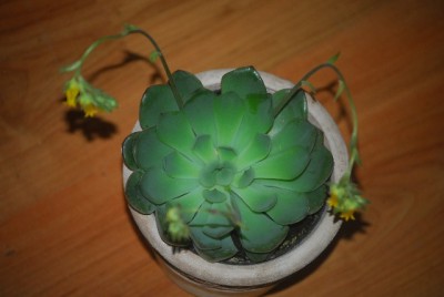 Echeveria 004yy.jpg