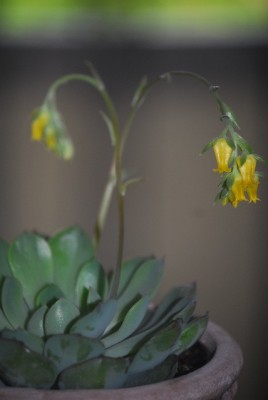 Echeveria 002yy.jpg