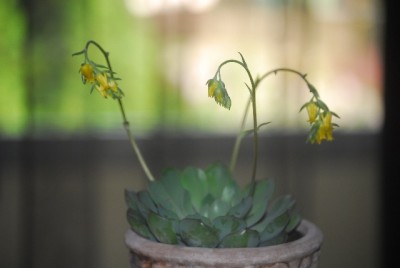 Echeveria 001yy.jpg