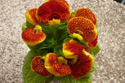 Calceolaria x herbeohybrida.JPG