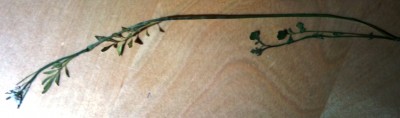 DSC09105.JPG