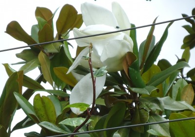 22. Unbekannte von Quito, DSC03333.JPG
