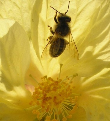 bieneabutilon.JPG