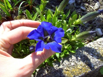 GentianaAcaulis0365.jpg