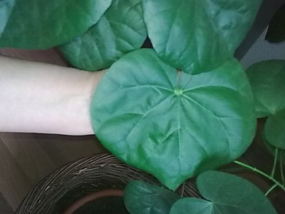 Blattwerk vom Hibiscus tiliaceus.JPG