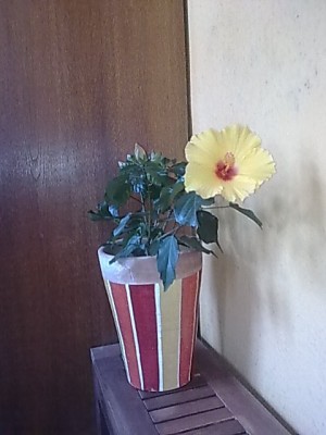 sonnengelber Hibiskus...JPG