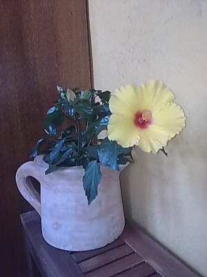 sonnengelber Hibiskus.JPG