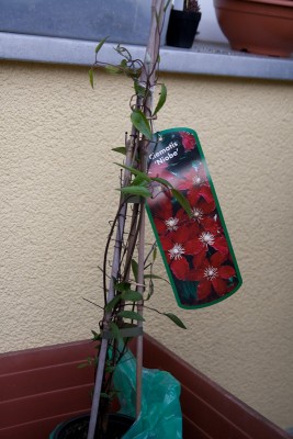 IMG_3366.jpg