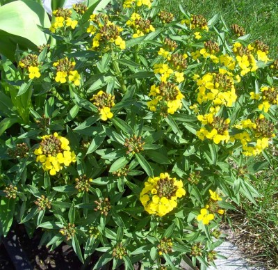 Goldlack0194.jpg