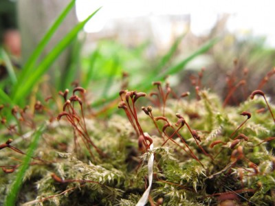 Moos.JPG