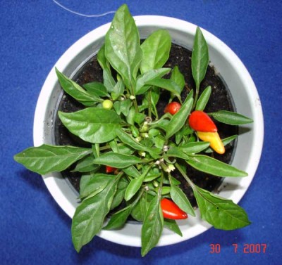 Chili1.jpg