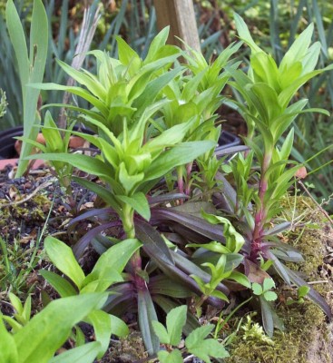2011-04-17 - Garten 013.jpg