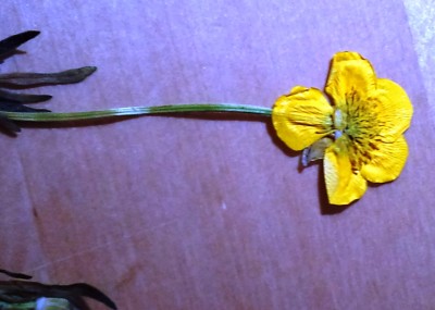 DSC09127.JPG