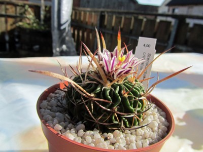 Stenocactus-crispatus.jpg