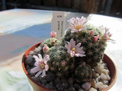 Mammillaria-giselae.jpg