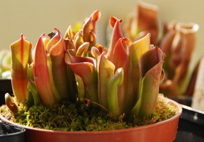 dsc_6735_Heliamphora_minor.jpg