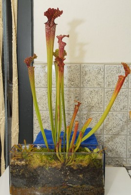 dsc_6210_Sarracenia.jpg
