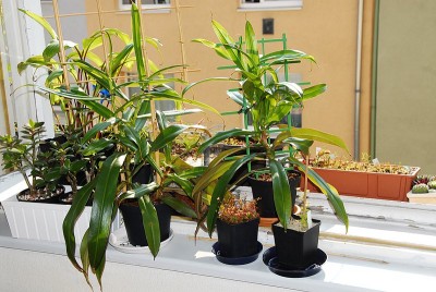 dsc_6734_Nepenthes_soper.jpg
