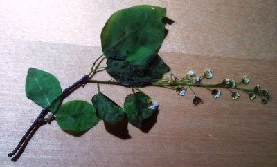 DSC09133.JPG