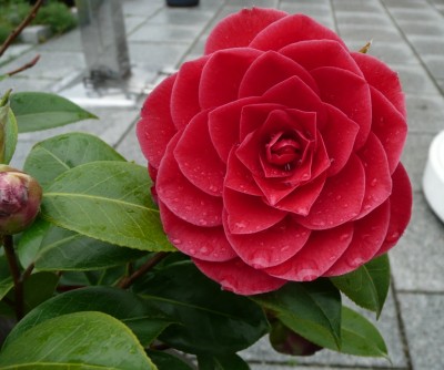 P1050579-crop.JPG