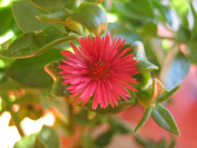 blume4.JPG