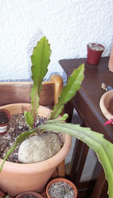 2011-04-18 - Pflanzen 009.jpg