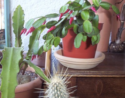 2011-04-18 - Pflanzen 008.jpg