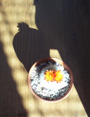 2011-04-18 - Pflanzen 002.jpg