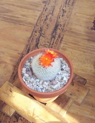 2011-04-18 - Pflanzen 001.jpg