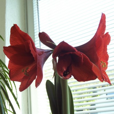 2011-04-18 - Pflanzen 007.jpg