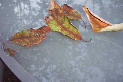 2011-04-17 - Garten 034.jpg